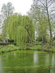 A lovely pond at the Kruidtuin.