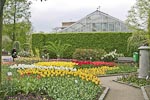 More tulips at the Kruidtuin.