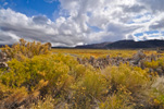 Mono Lake & Blooming Rabbitbrush
