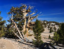 Bristlecone Pine