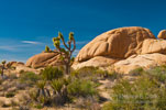 Joshua Tree and Monzogranite