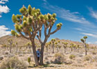 Joshua Tree Forest