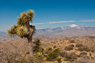 Joshua Tree National Park